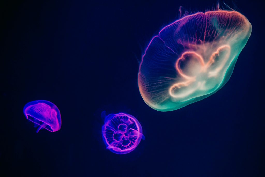 pexels-photo-1086584-1086584 Glowing jellyfish with neon colors swim gracefully in an illuminated aquarium setting.