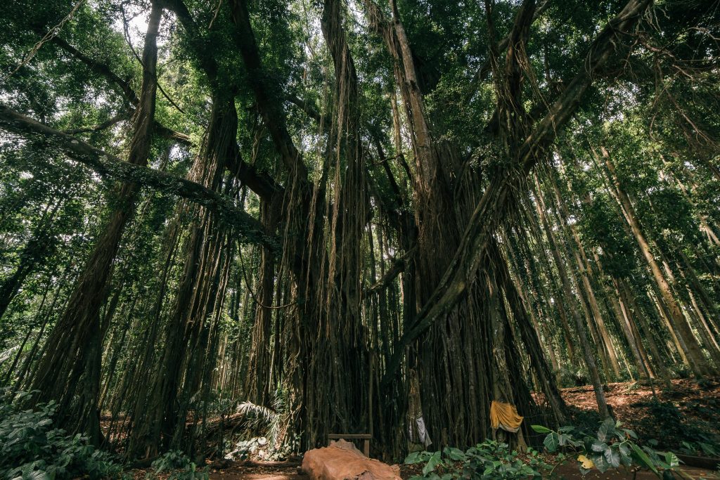 pexels-photo-5479970-5479970 A dramatic view of a sprawling banyan tree surrounded by lush greenery in a forest setting, perfect for nature enthusiasts.